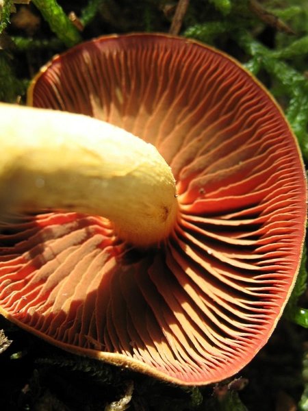 CORTINARIUS SEMI SANGUINEUS EXPO 2006 